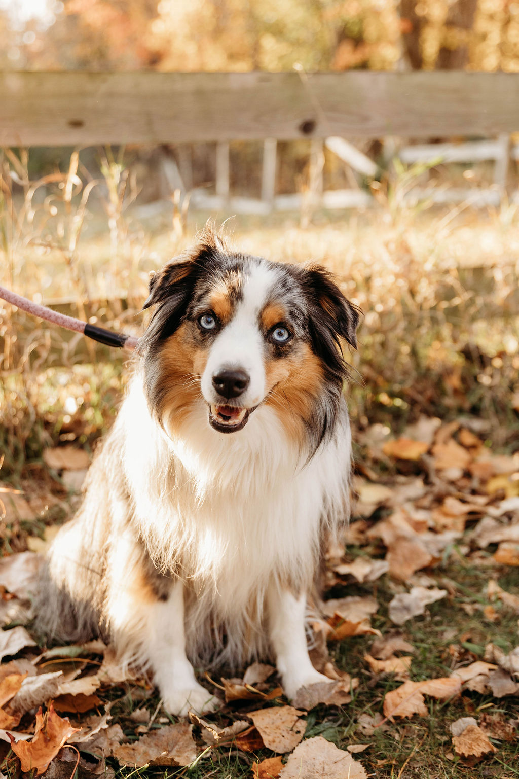 Dmitri and Kaitlyn engagement photo